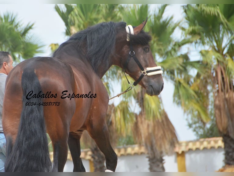 PRE Stallion 5 years 16,2 hh Brown in Vejer de la Frontera