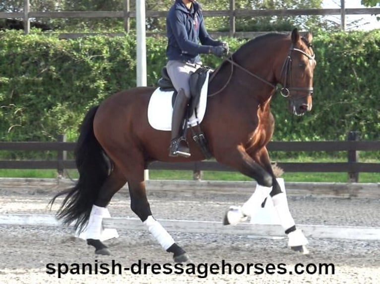 PRE Mix Stallion 5 years 16,2 hh Brown in Barcelona