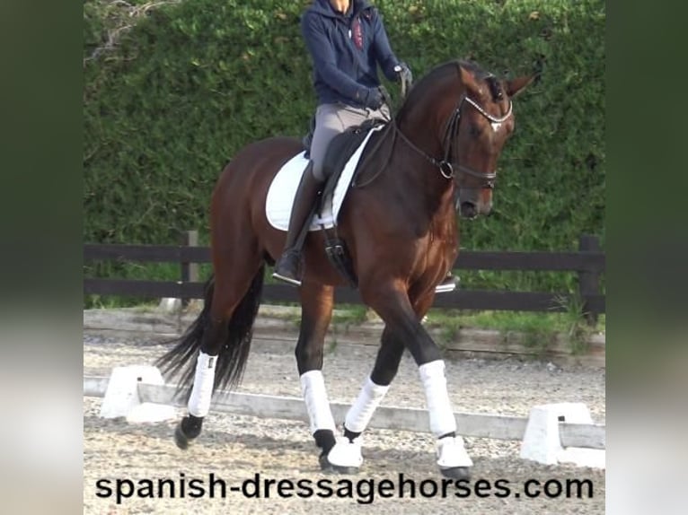 PRE Mix Stallion 5 years 16,2 hh Brown in Barcelona