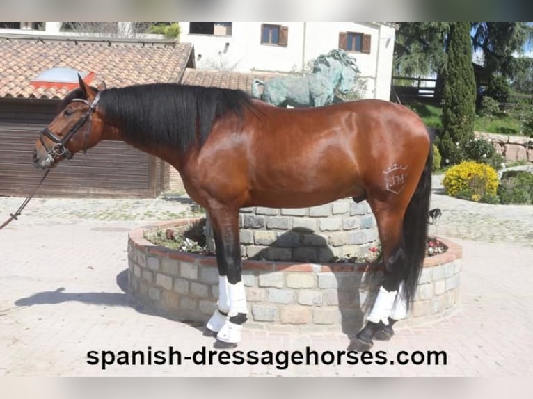 PRE Mix Stallion 5 years 16,2 hh Brown in Barcelona