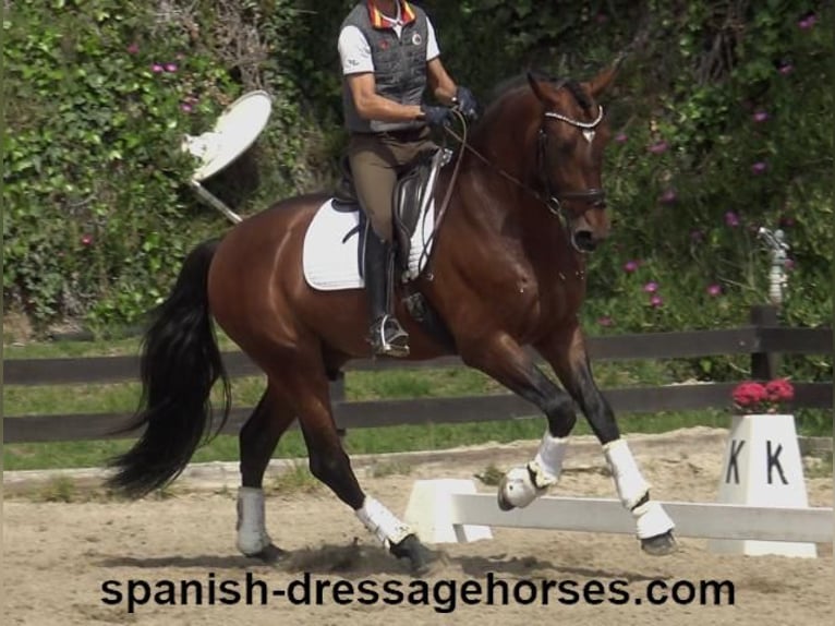 PRE Mix Stallion 5 years 16,2 hh Brown in Barcelona