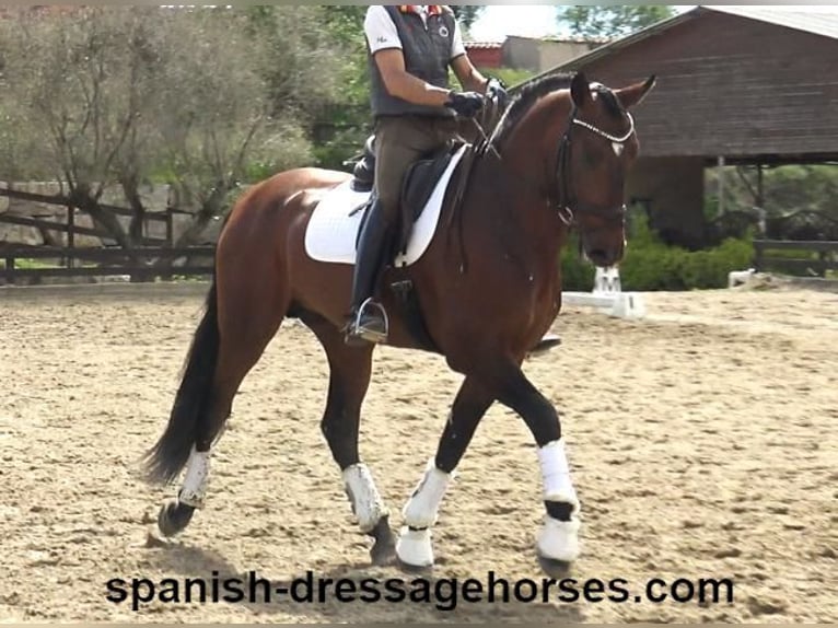 PRE Mix Stallion 5 years 16,2 hh Brown in Barcelona