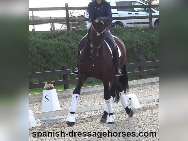 PRE Mix Stallion 5 years 16,2 hh Brown in Barcelona