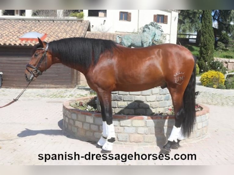 PRE Mix Stallion 5 years 16,2 hh Brown in Barcelona