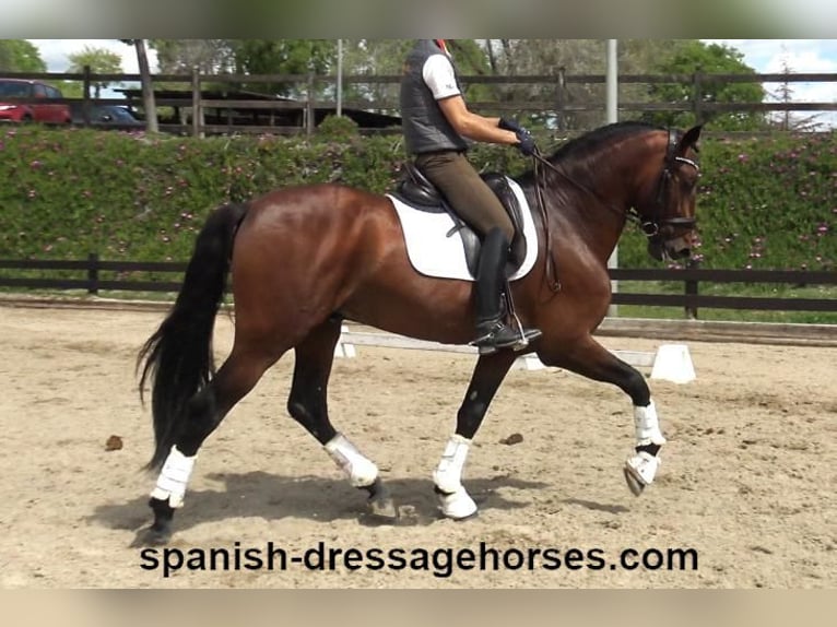 PRE Mix Stallion 5 years 16,2 hh Brown in Barcelona