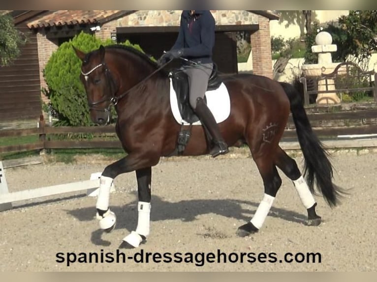 PRE Mix Stallion 5 years 16,2 hh Brown in Barcelona