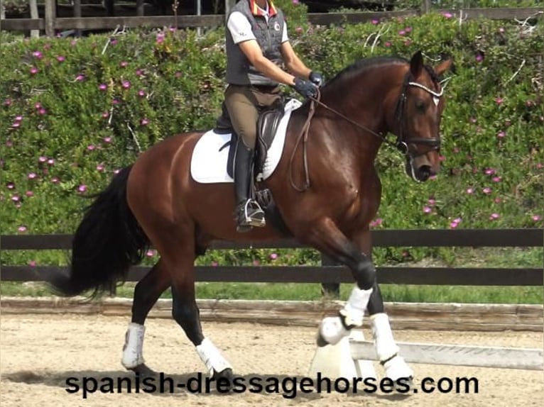 PRE Mix Stallion 5 years 16,2 hh Brown in Barcelona