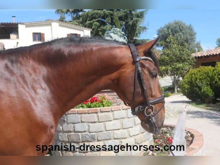 PRE Mix Stallion 5 years 16,2 hh Brown in Barcelona