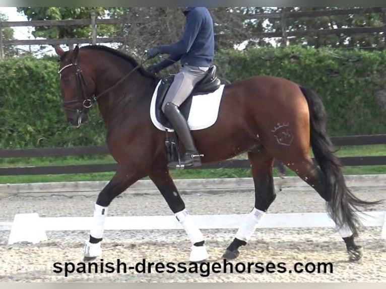 PRE Mix Stallion 5 years 16,2 hh Brown in Barcelona