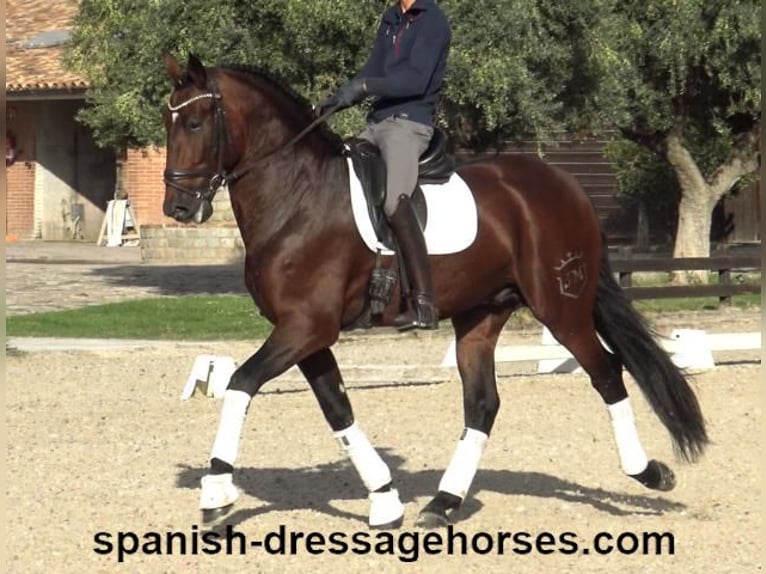 PRE Mix Stallion 5 years 16,2 hh Brown in Barcelona