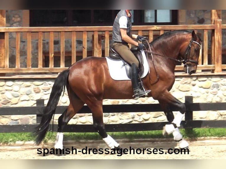 PRE Mix Stallion 5 years 16,2 hh Brown in Barcelona