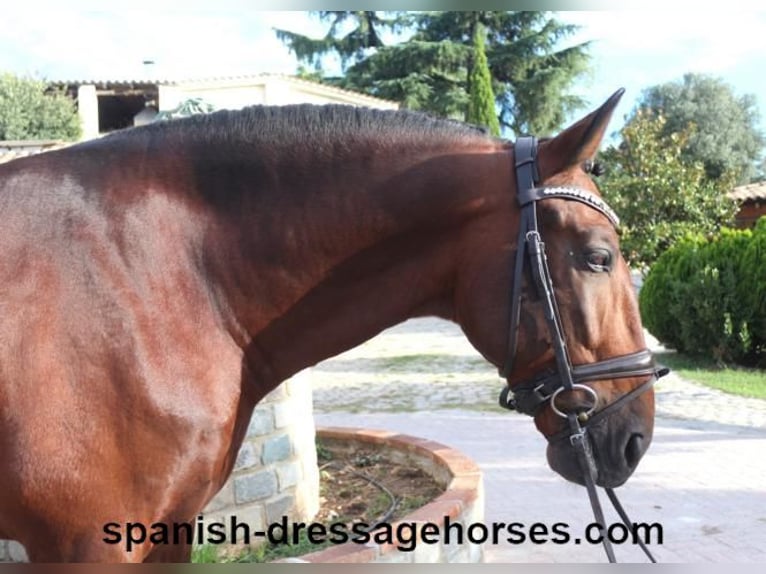 PRE Mix Stallion 5 years 16,2 hh Brown in Barcelona