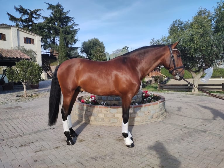 PRE Mix Stallion 5 years 16,2 hh Brown in Barcelona