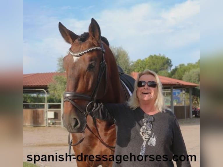 PRE Mix Stallion 5 years 16,2 hh Brown in Barcelona