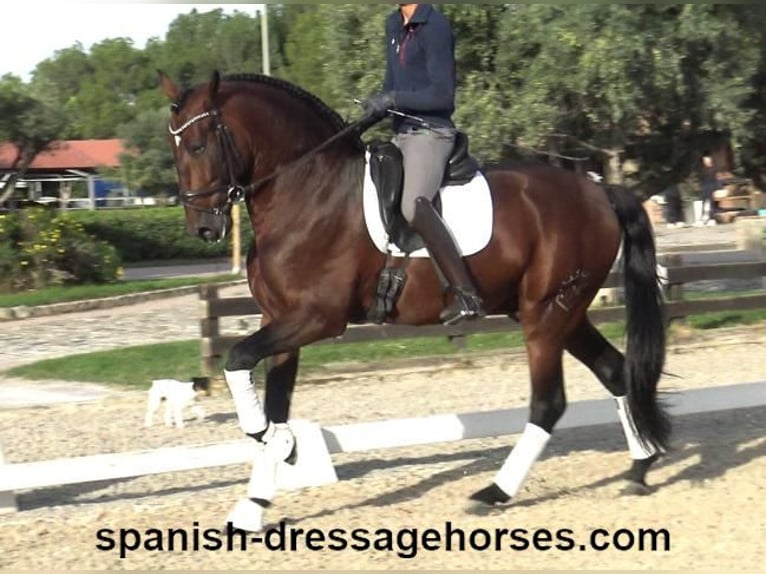 PRE Mix Stallion 5 years 16,2 hh Brown in Barcelona