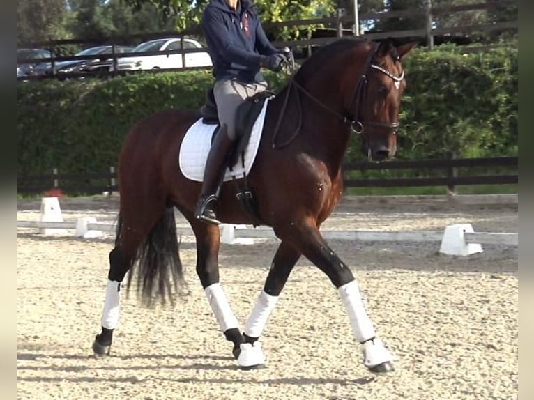 PRE Mix Stallion 5 years 16,2 hh Brown in Barcelona