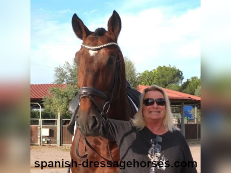 PRE Mix Stallion 5 years 16,2 hh Brown in Barcelona