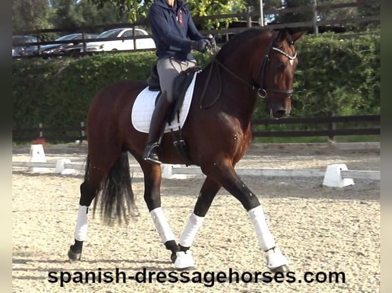 PRE Mix Stallion 5 years 16,2 hh Brown in Barcelona