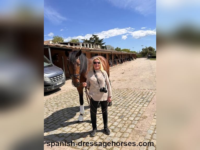 PRE Mix Stallion 5 years 16,2 hh Brown in Barcelona