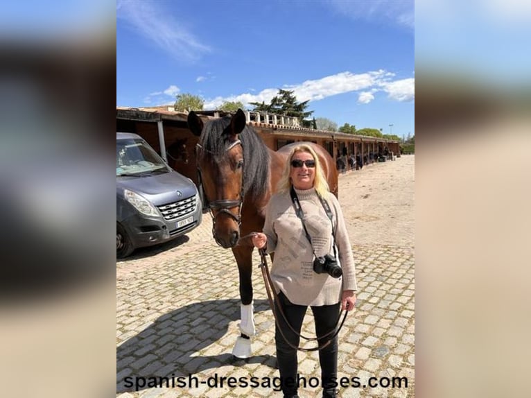 PRE Mix Stallion 5 years 16,2 hh Brown in Barcelona