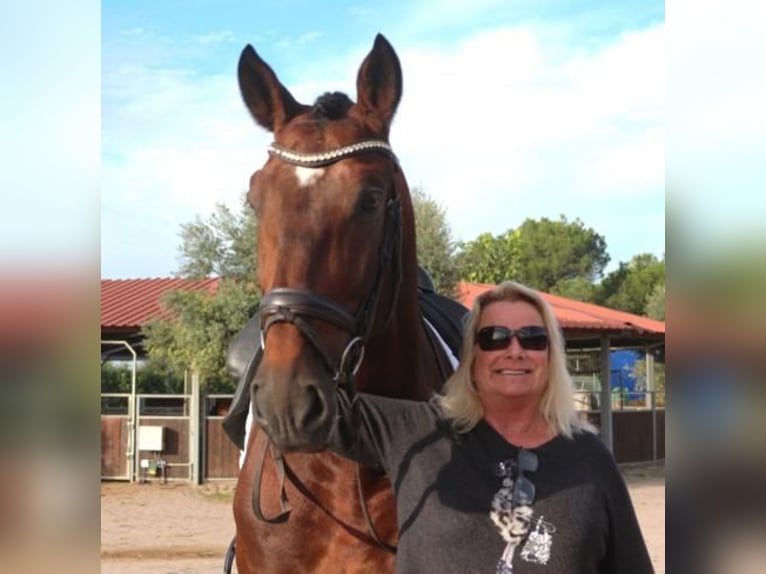 PRE Mix Stallion 5 years 16,2 hh Brown in Barcelona