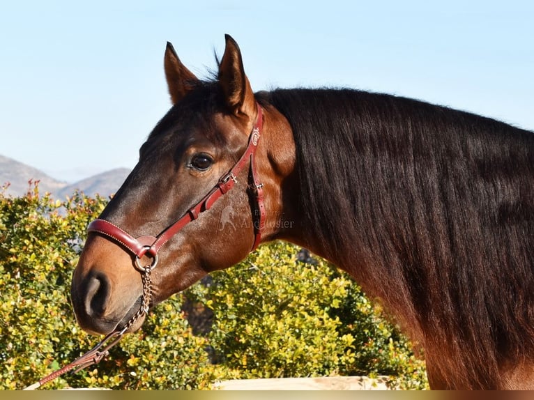 PRE Stallion 5 years 16,2 hh Brown in Miralvalles