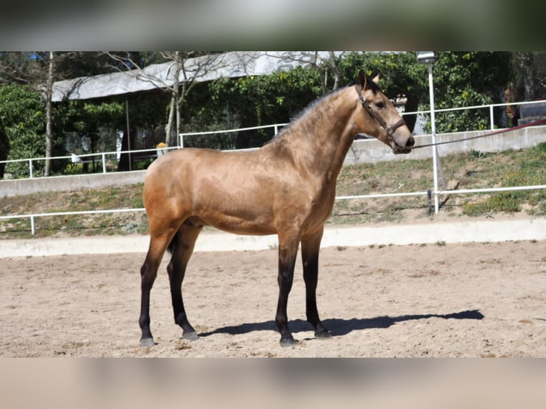 PRE Mix Stallion 5 years 16,2 hh Buckskin in NAVAS DEL MADRONO