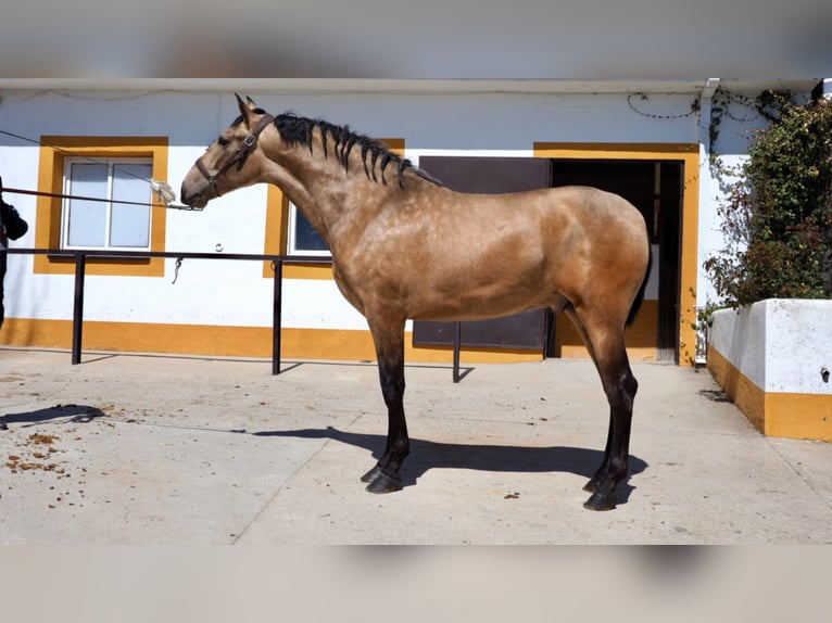 PRE Mix Stallion 5 years 16,2 hh Buckskin in NAVAS DEL MADRONO