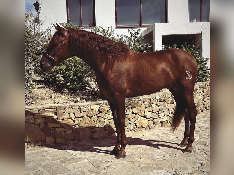 PRE Stallion 5 years 16,2 hh Chestnut-Red in Campo De Camara (Almogia)