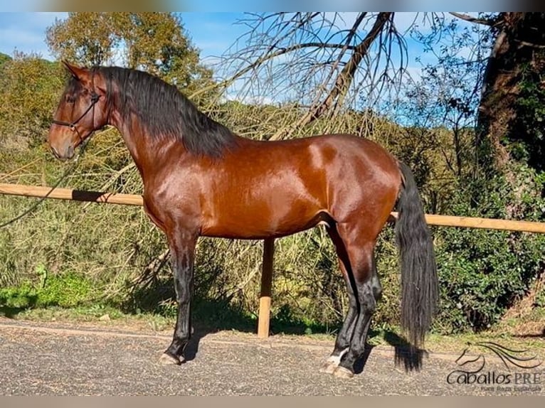 PRE Mix Stallion 5 years 16,2 hh in Barcelona