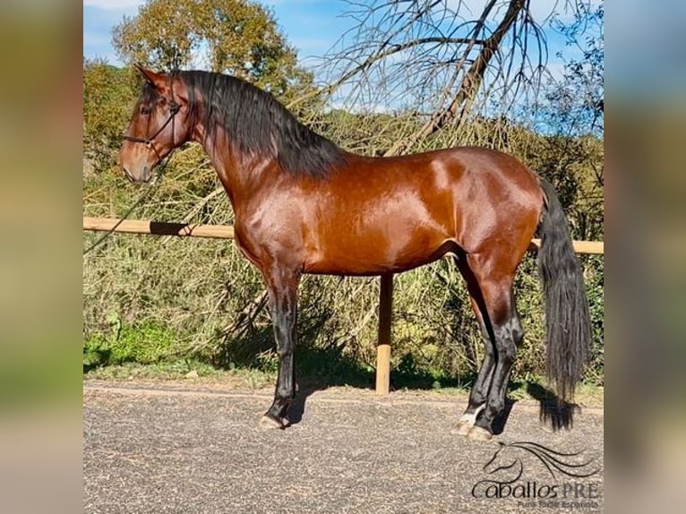 PRE Mix Stallion 5 years 16,2 hh in Barcelona