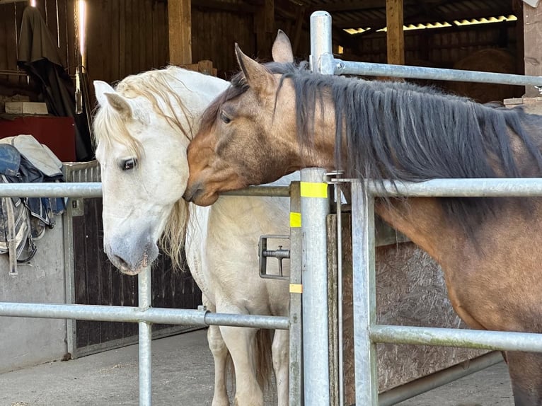 PRE Stallion 5 years 16.2 hh Dun in Steinebach
