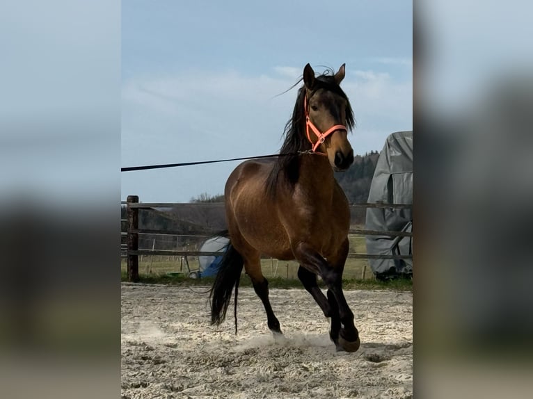 PRE Stallion 5 years 16.2 hh Dun in Steinebach