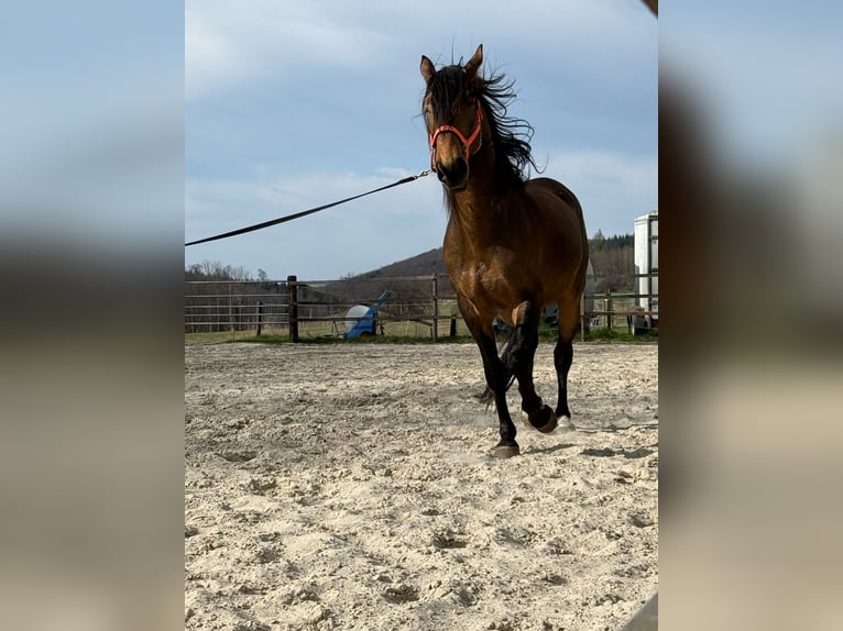 PRE Stallion 5 years 16.2 hh Dun in Steinebach
