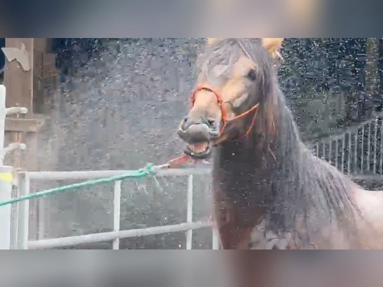 PRE Stallion 5 years 16.2 hh Dun in Steinebach