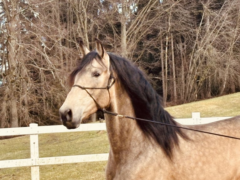 PRE Stallion 5 years 16,2 hh Dun in Sigmarszell