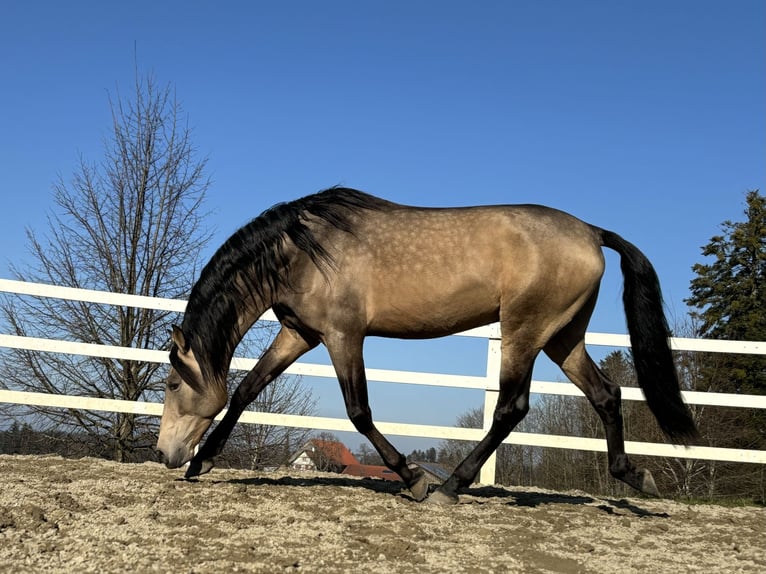 PRE Stallion 5 years 16,2 hh Dun in Sigmarszell