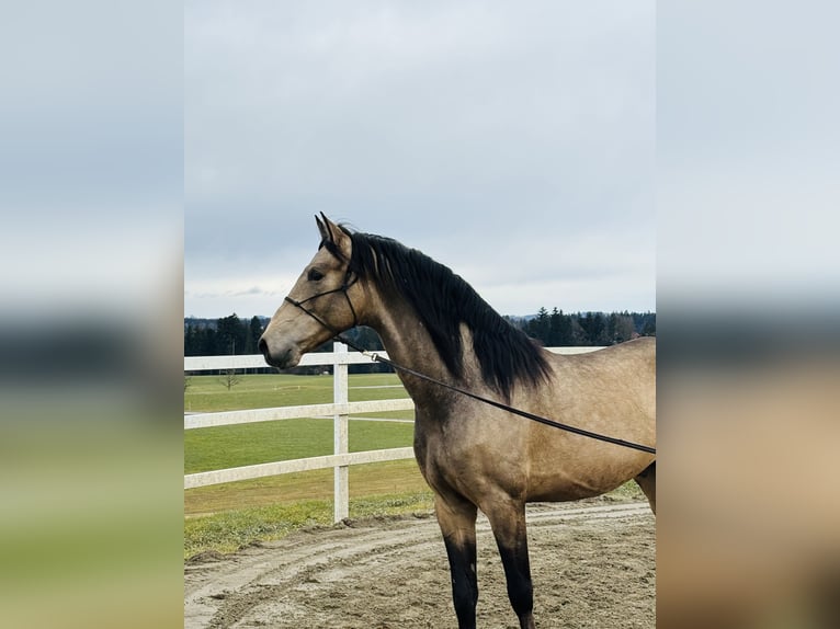 PRE Stallion 5 years 16,2 hh Dun in Sigmarszell