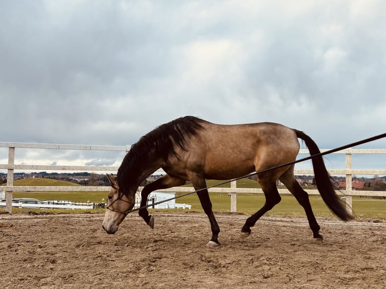 PRE Stallion 5 years 16,2 hh Dun in Sigmarszell