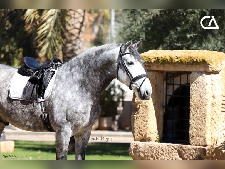 PRE Stallion 5 years 16,2 hh Gray in Puerto Lumbreras