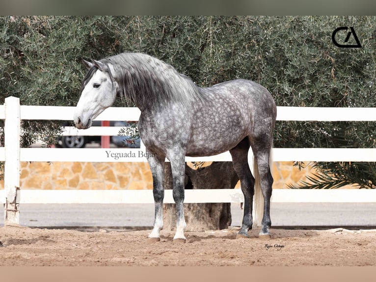 PRE Stallion 5 years 16,2 hh Gray in Puerto Lumbreras