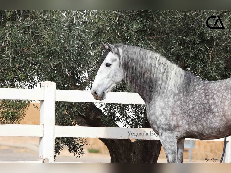 PRE Stallion 5 years 16,2 hh Gray in Puerto Lumbreras