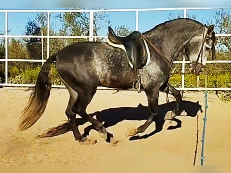 PRE Stallion 5 years 16,2 hh Gray-Dapple in Sevilla