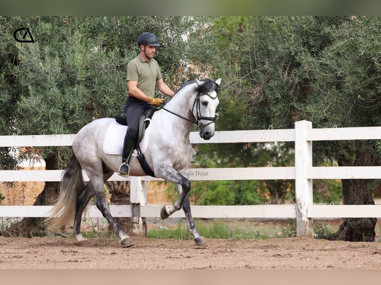PRE Stallion 5 years 16,2 hh Gray-Dapple in Puerto Lumbreras