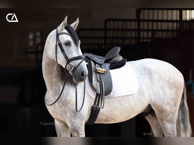 PRE Stallion 5 years 16,2 hh Gray-Dapple in Puerto Lumbreras