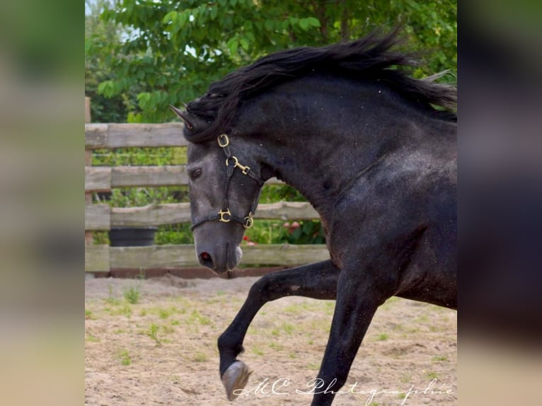 PRE Stallion 5 years 16,2 hh Gray-Dark-Tan in Brandis