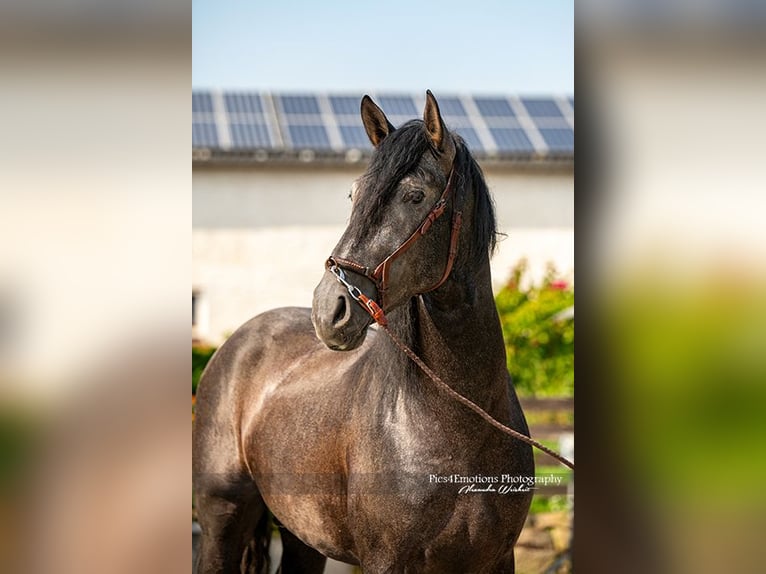 PRE Stallion 5 years 16,2 hh Gray-Dark-Tan in Brandis