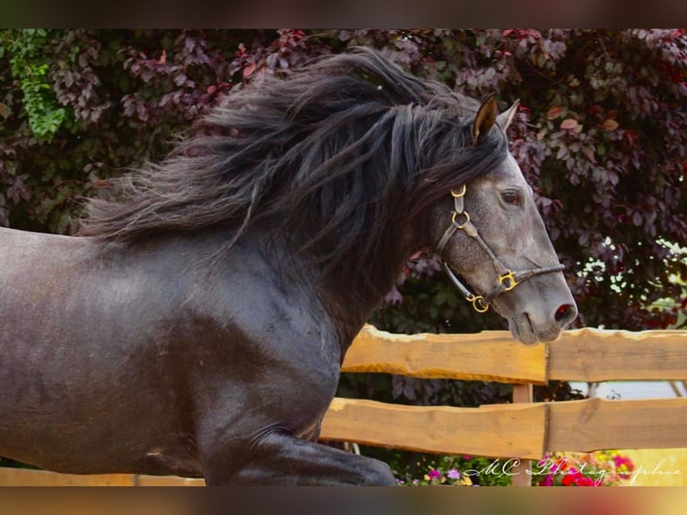 PRE Stallion 5 years 16,2 hh Gray-Dark-Tan in Brandis