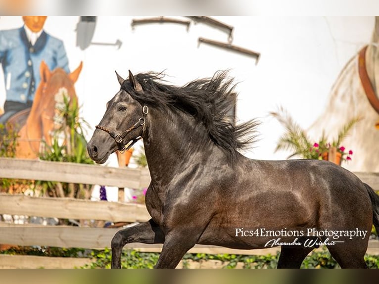 PRE Stallion 5 years 16,2 hh Gray-Dark-Tan in Brandis