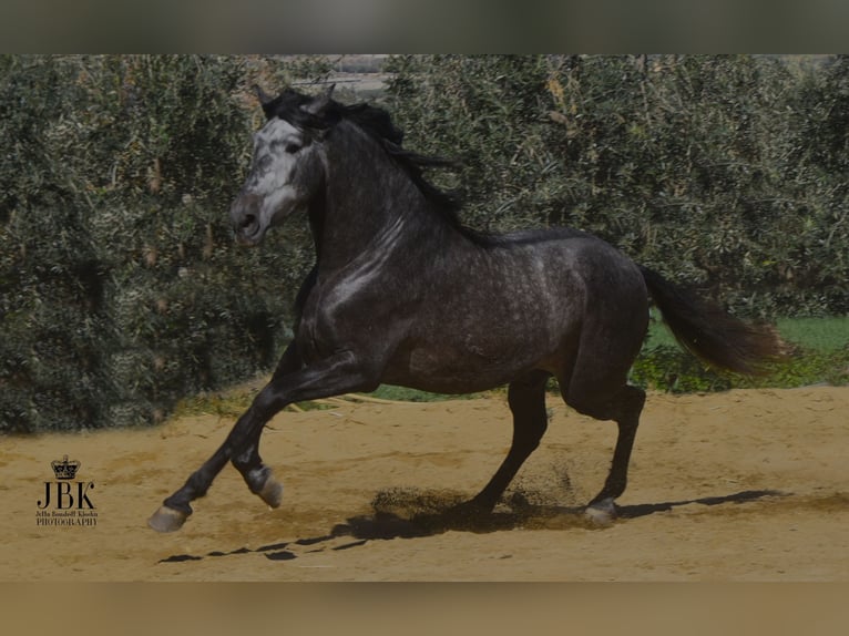PRE Mix Stallion 5 years 16,2 hh Gray-Dark-Tan in Tabernas